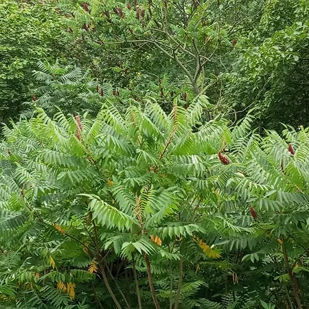 Retreat Wilderness Loessnitz-hochland Ot Reichenberg Feriehus Moritzburg