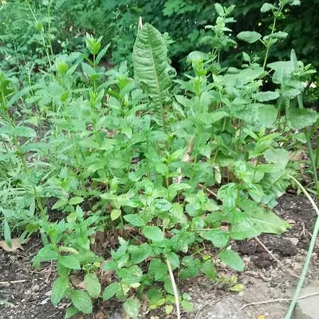 Feriehus Retreat Wilderness Loessnitz-hochland Ot Reichenberg *